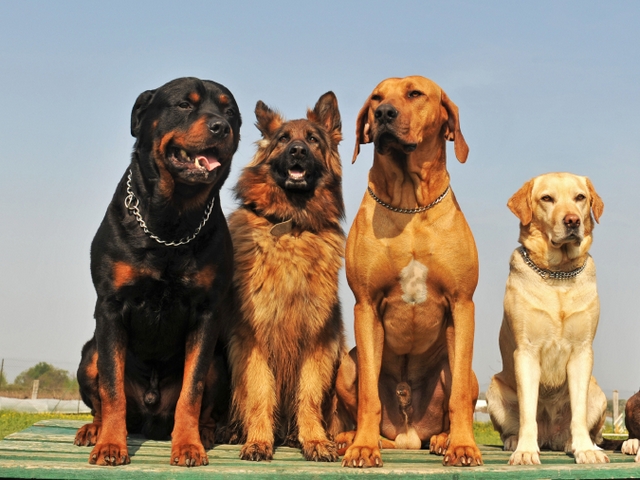 Крупные породы собак в Арсеньеве | ЗооТом портал о животных