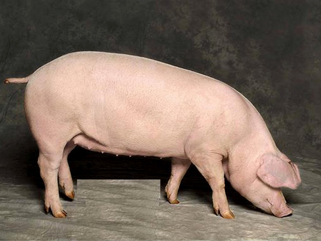 Породы свиней в Арсеньеве | ЗооТом портал о животных