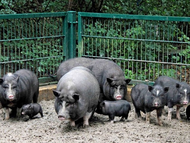 Содержание свиней и уход за ними в Арсеньеве | ЗооТом портал о животных