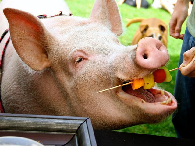 Статьи о свиньях в Арсеньеве | ЗооТом портал о животных