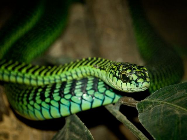 Породы змей в Арсеньеве | ЗооТом портал о животных