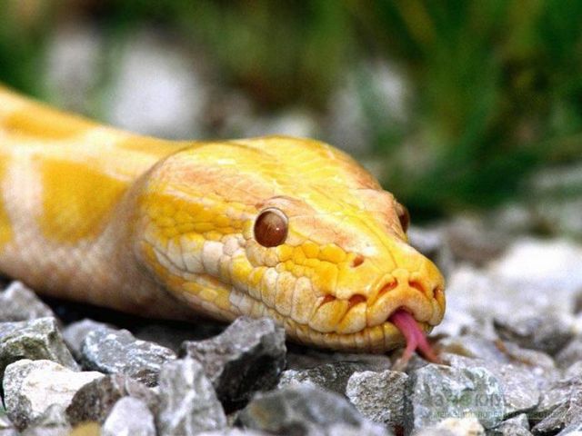Породы змей в Арсеньеве | ЗооТом портал о животных