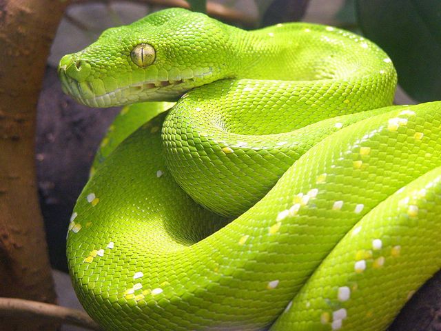 Содержание змей и уход за ними в Арсеньеве | ЗооТом портал о животных